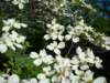 dogwood_small.jpg