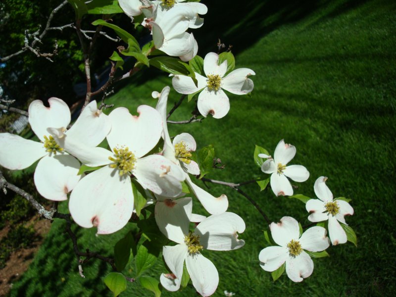 dogwoodcloseup.jpg