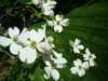dogwoodcloseup_small.jpg
