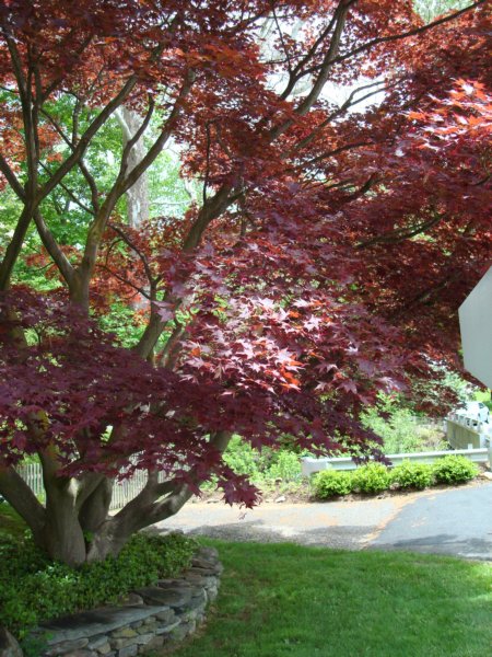 japanesemaple.jpg