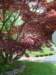 japanesemaple_small.jpg