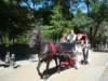wepoppedoutofthemetronearcentralparkwherehorseandbuggytourswerepopularoption_small.jpg