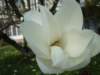 magnoliablossom_small.jpg