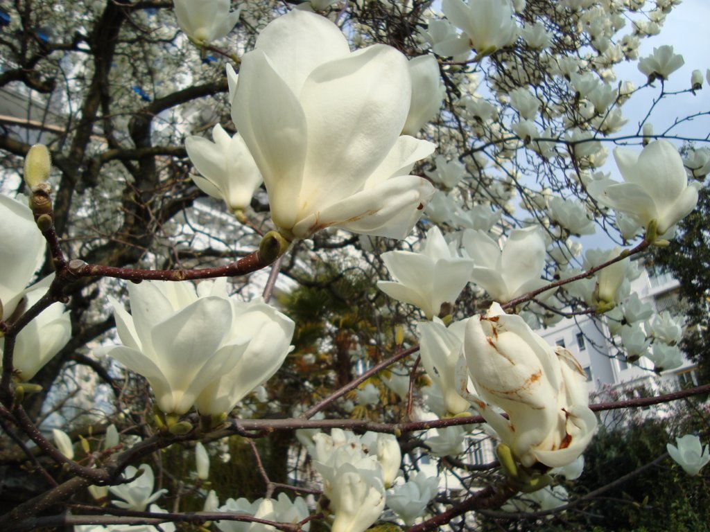 magnoliatreeinbloomonthemontreuxwaterfront.jpg