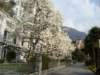magnoliatreesinmontreux_small.jpg