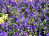 purplepansiesonthemontreuxwaterfront_small.jpg