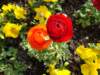 redandorangeranunculusblossomsonthemontreuxwaterfrontearlyapril2009_small.jpg