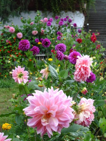 amazingdahlias.jpg