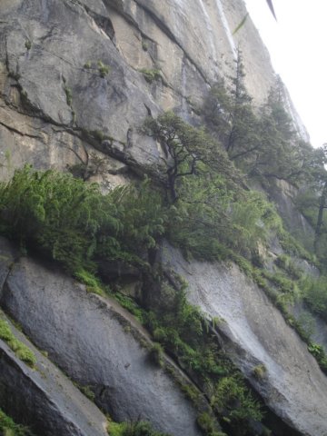 vegetationclingingtocliffface.jpg