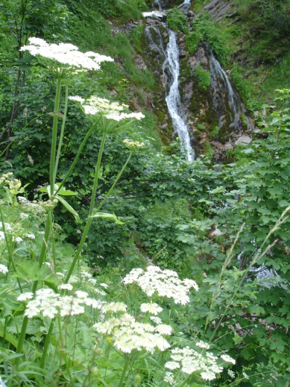 queenanneslaceandawaterfall.jpg