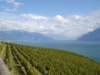 vineyardsinlavaux_small.jpg