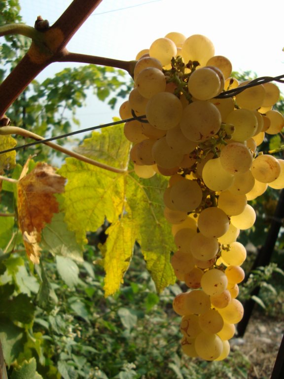 chasselasgrapes.jpg
