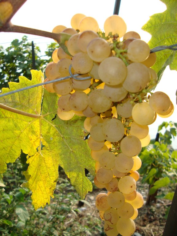 itisfallinmontreuxandthegrapesarereadyforharvest.jpg