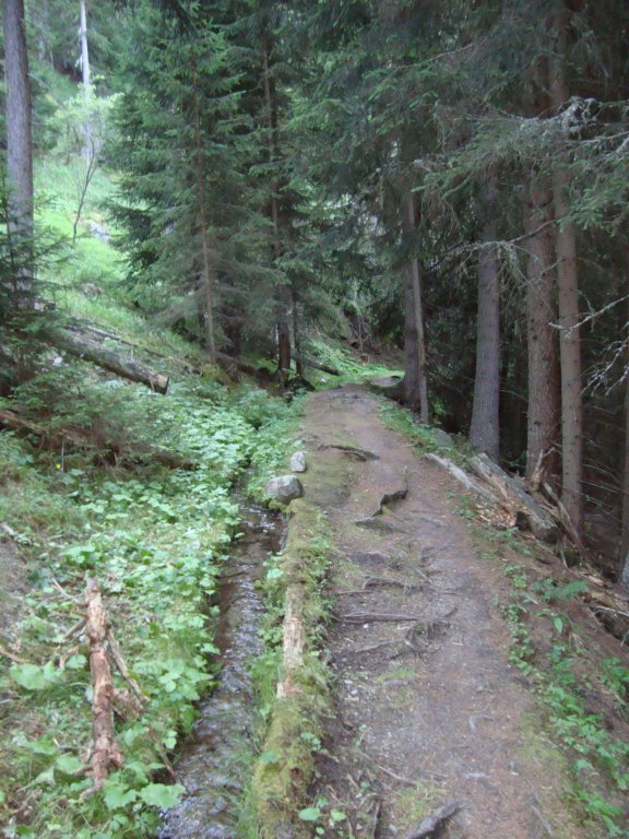 wefoundabeautifultrailinthewoodsheadingtoayer.jpg