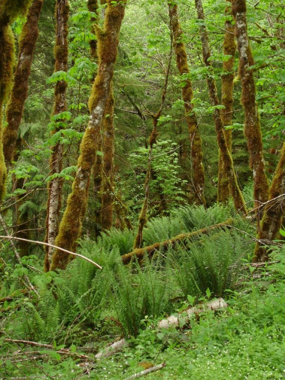 lowelevationaldersandferns.jpg