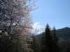cherrytreeinbloomabovemorginsonthewayupthemountain_small.jpg