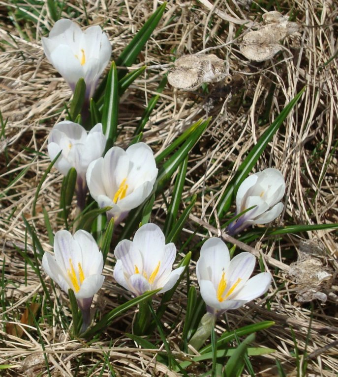 crocus.jpg