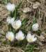 crocus_small.jpg
