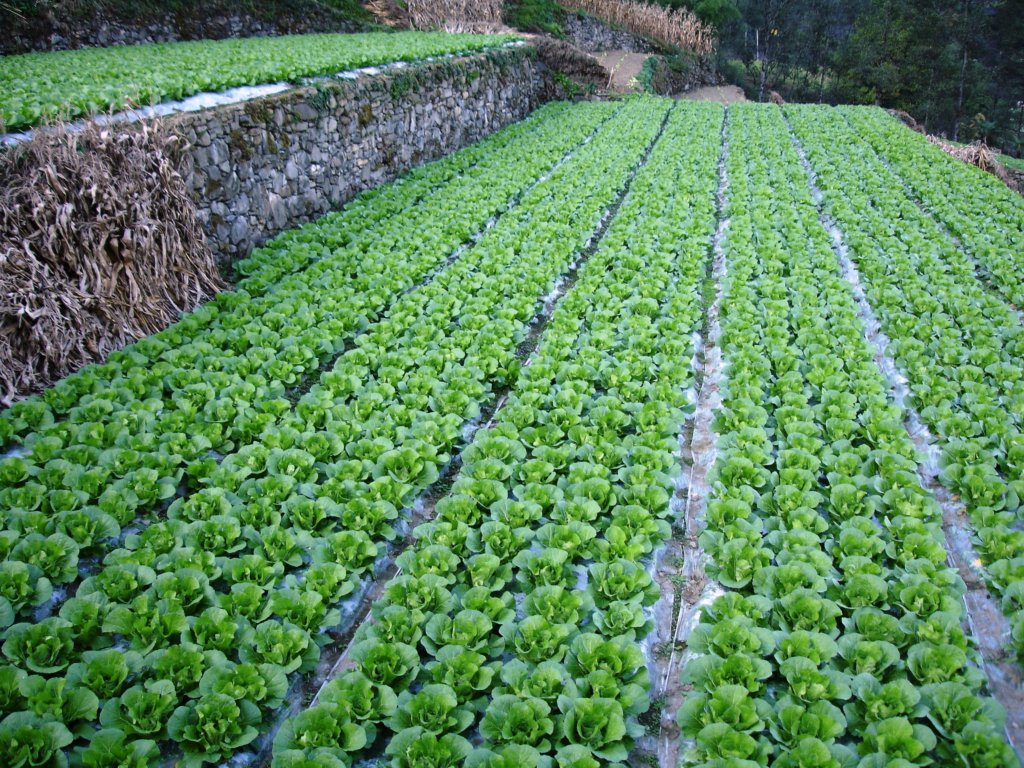chinesecabbage.jpg