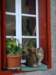 catinawindow_small.jpg