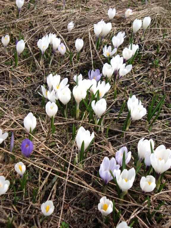 crocus2.jpg