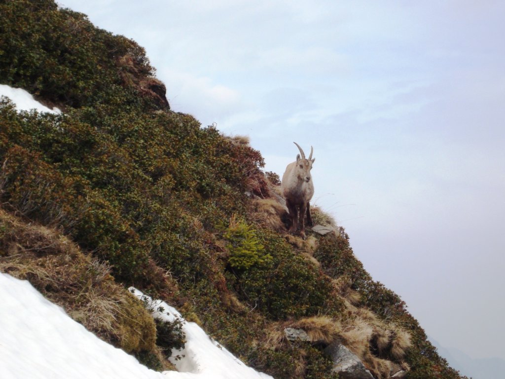 wemeetsomewildlifefourchamois.jpg