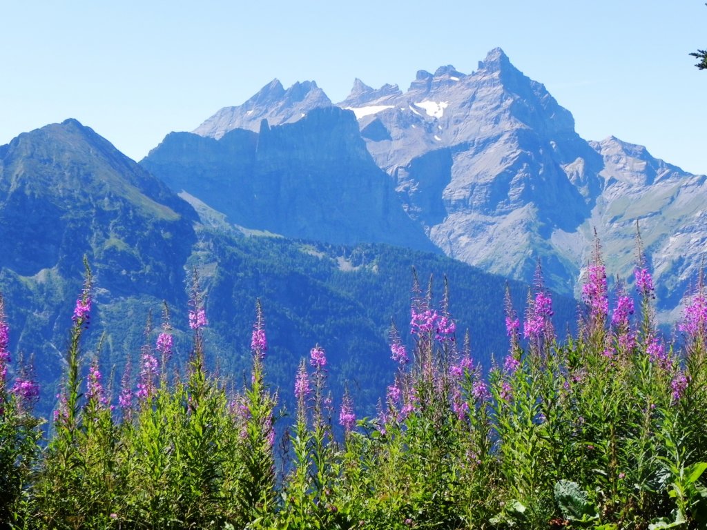 dentsdumidi4.jpg
