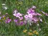 wildcarnations_small.jpg