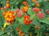 lantanainbloom_small.jpg