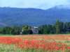poppyandwheatfieldsnearlesiscles18_small.jpg