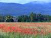 poppyandwheatfieldsnearlesiscles19_small.jpg