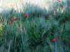 poppyandwheatfieldsnearlesiscles21_small.jpg