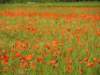 poppyandwheatfieldsnearlesiscles23_small.jpg