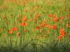 poppyandwheatfieldsnearlesiscles24_small.jpg