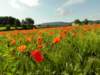 poppyandwheatfieldsnearlesiscles28_small.jpg