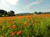 poppyandwheatfieldsnearlesiscles29_small.jpg