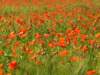 poppyandwheatfieldsnearlesiscles30_small.jpg