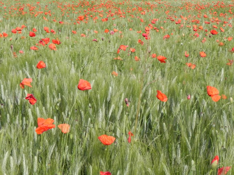 poppyandwheatfieldsnearlesiscles4.jpg