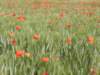 poppyandwheatfieldsnearlesiscles4_small.jpg