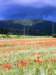 poppyandwheatfieldsnearlesiscles5_small.jpg