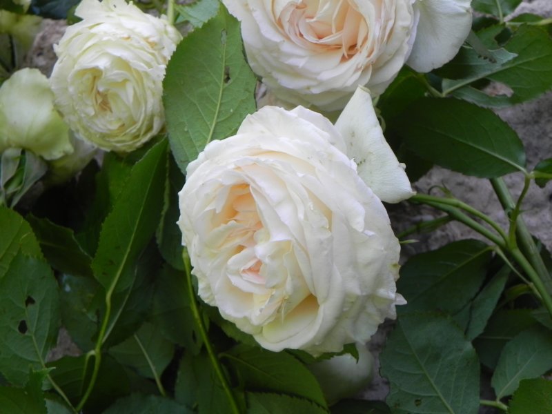 whiteroses3.jpg