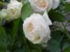 whiteroses3_small.jpg