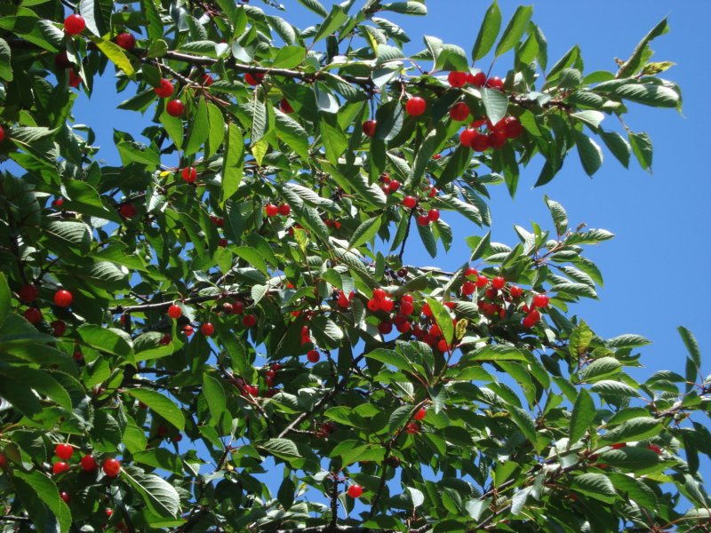 cherrytreeswereloaded.jpg