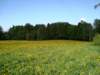 dandelionfields2_small.jpg
