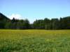 dandelionfields_small.jpg