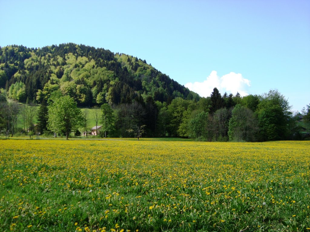 dandelionsfields.jpg