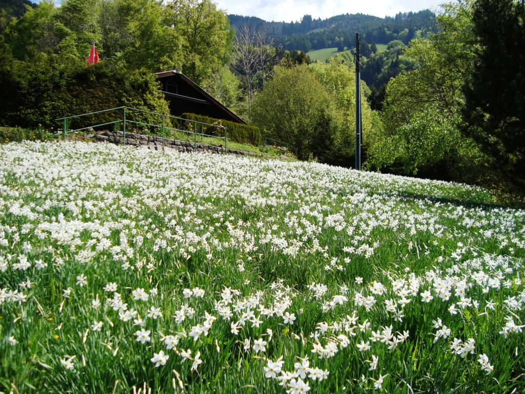 narcissus3.jpg