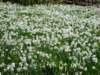 narcissus4_small.jpg