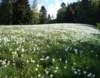 narcissusatsonloup_small.jpg