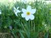 narcissuscloseup_small.jpg